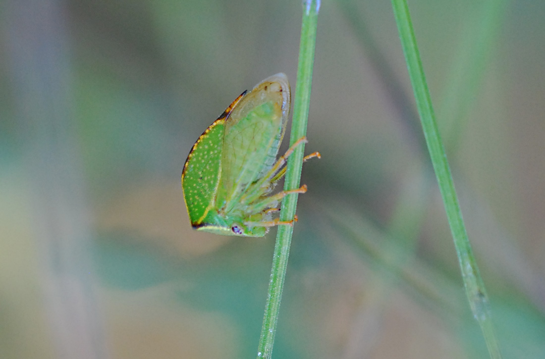 stictocephala bisonia